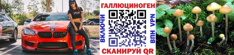 KRAKEN вход  сколько стоит  Саранск  Псилоцибиновые грибы Cubensis 